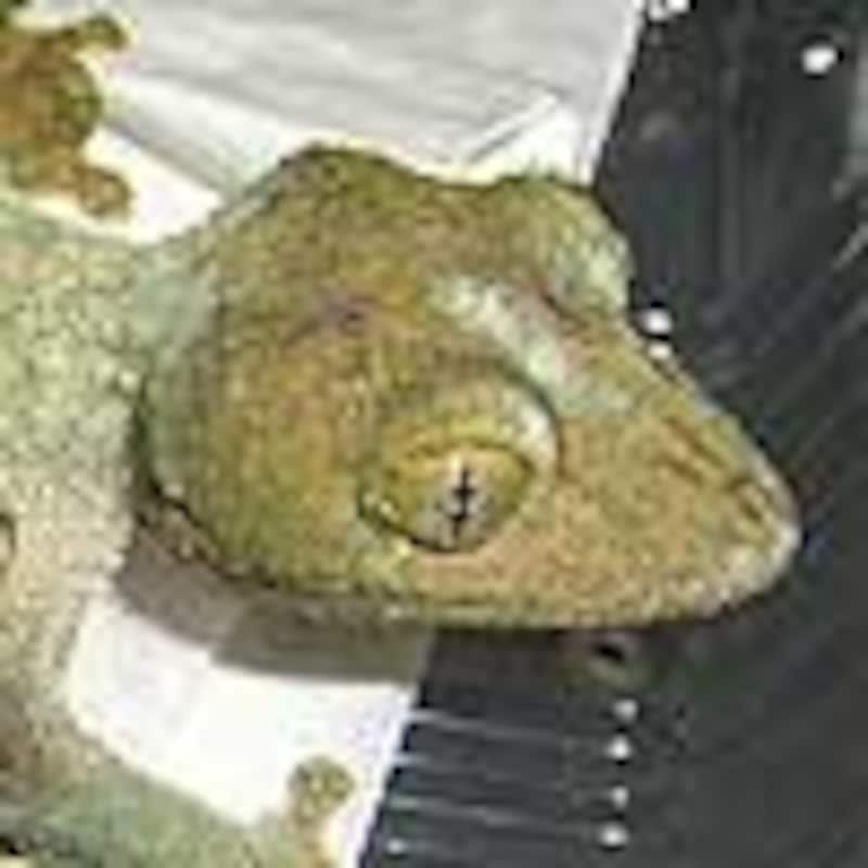 ヤマビタイヘラオヤモリ