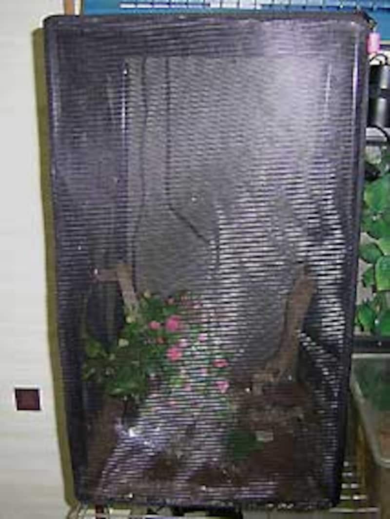 これで許可されるか！？