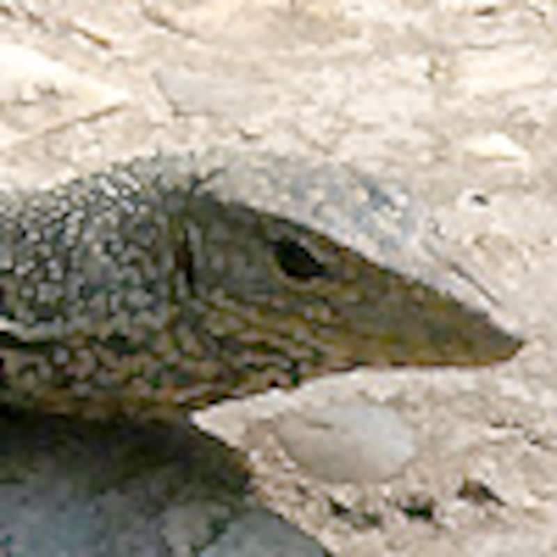 ヒガシベンガルオオトカゲ