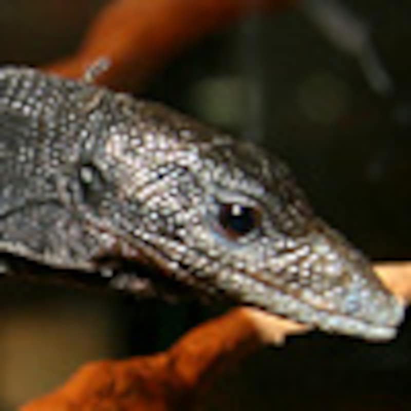 ブラックツリーモニター