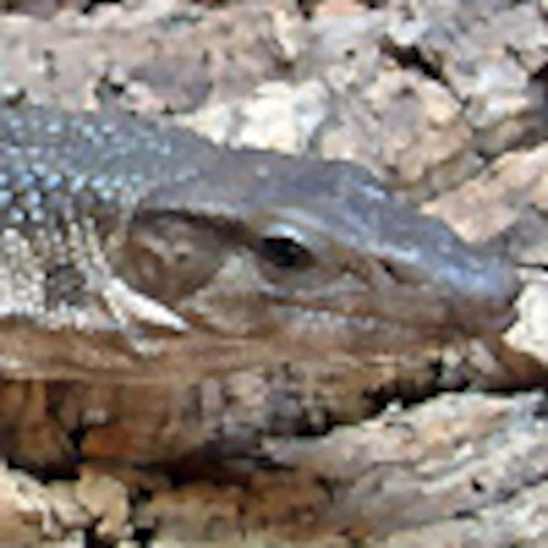 デュメリルモニター