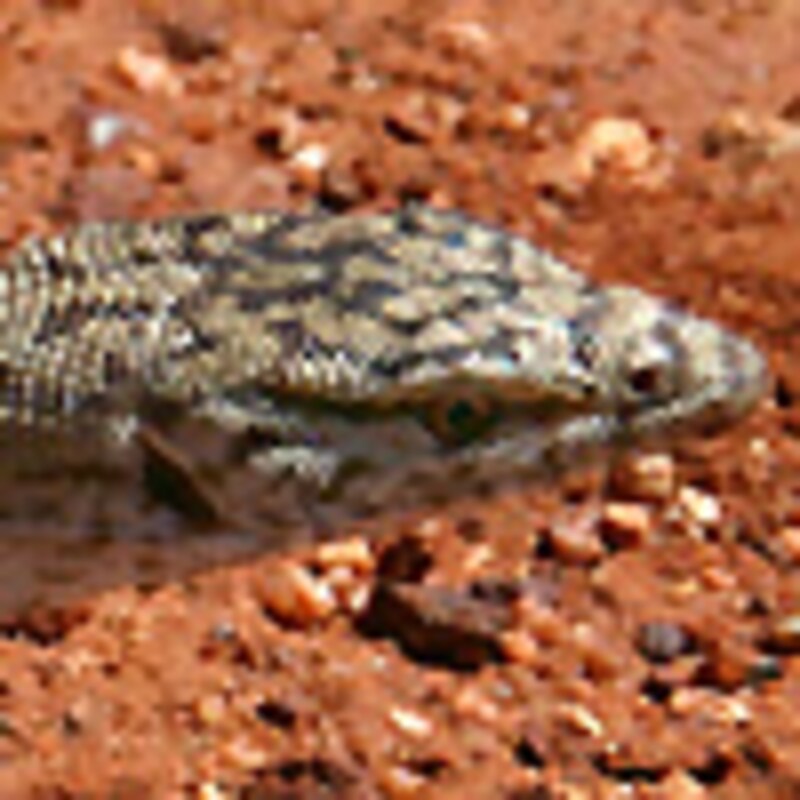 ピグミーマルガモニター