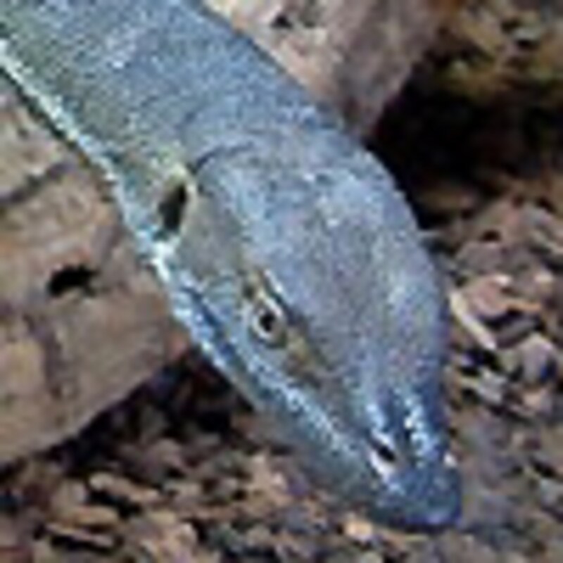 メルテンスモニター