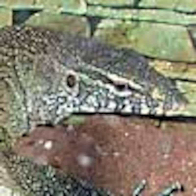 ナイルオオトカゲ