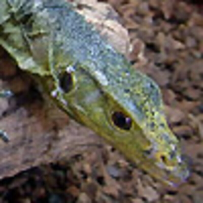 グレイモニター