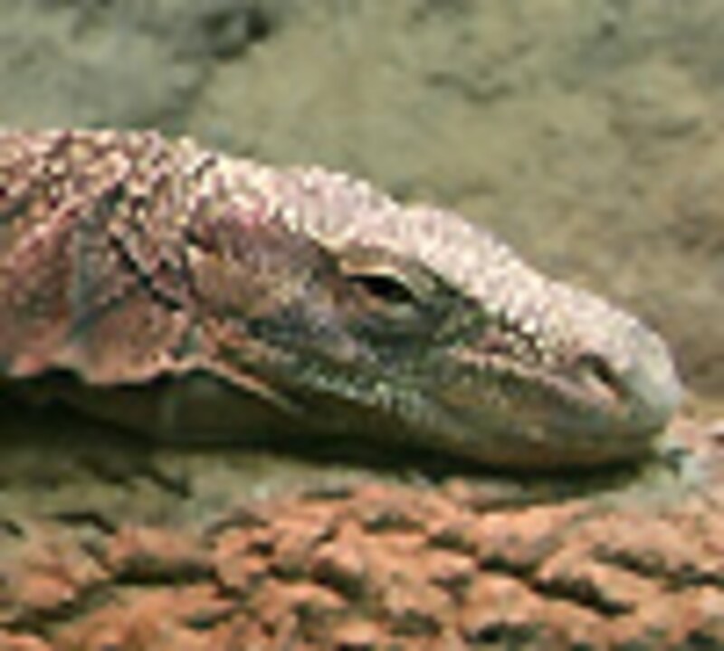 ハナブトオオトカゲ