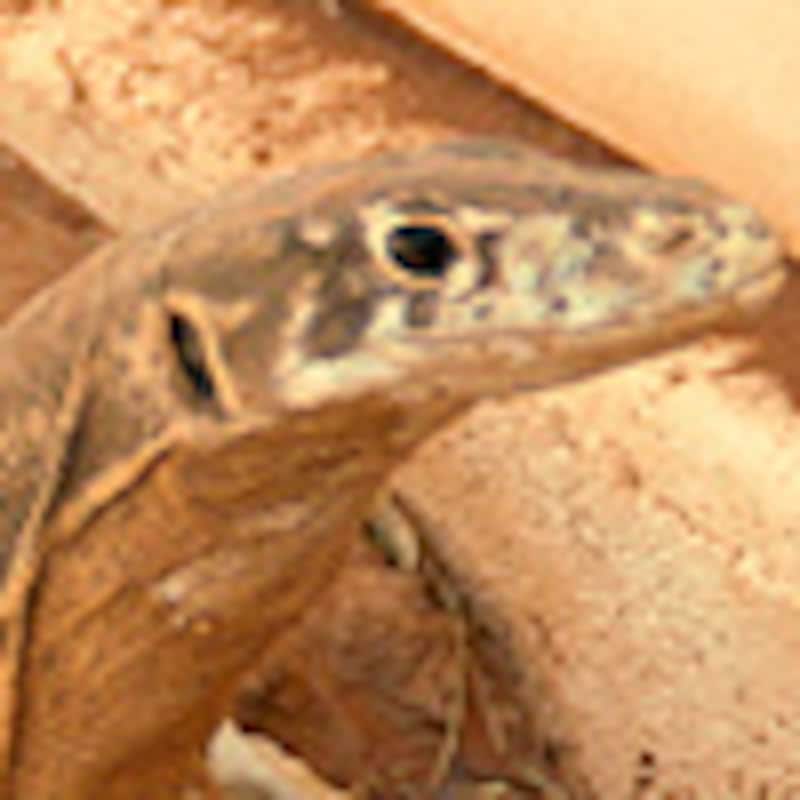 スペンサーモニター