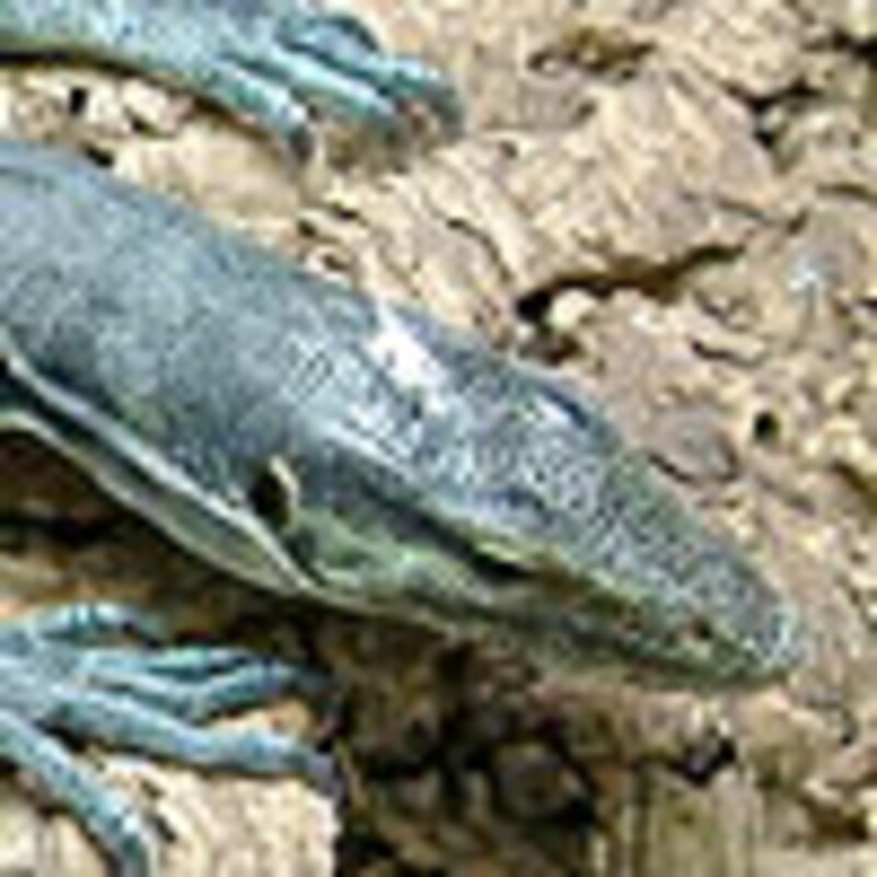 トリカラーモニター