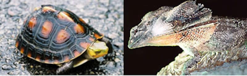 真ガメラVSジーダス