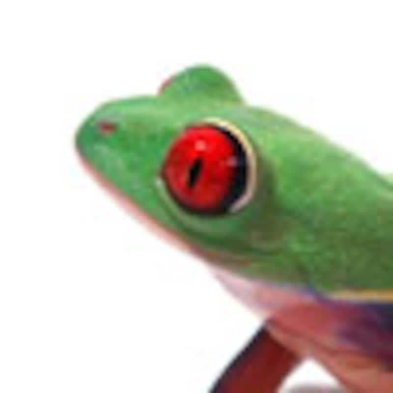 樹上性ガエル 飼育にコツがいる種類が多いのも特徴 爬虫類 両生類 All About