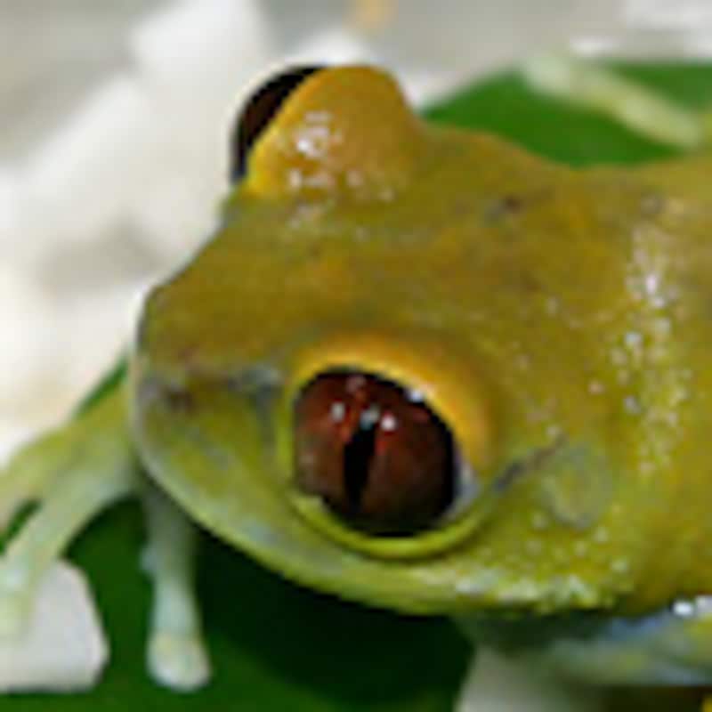 ウルグルオオクサガエル