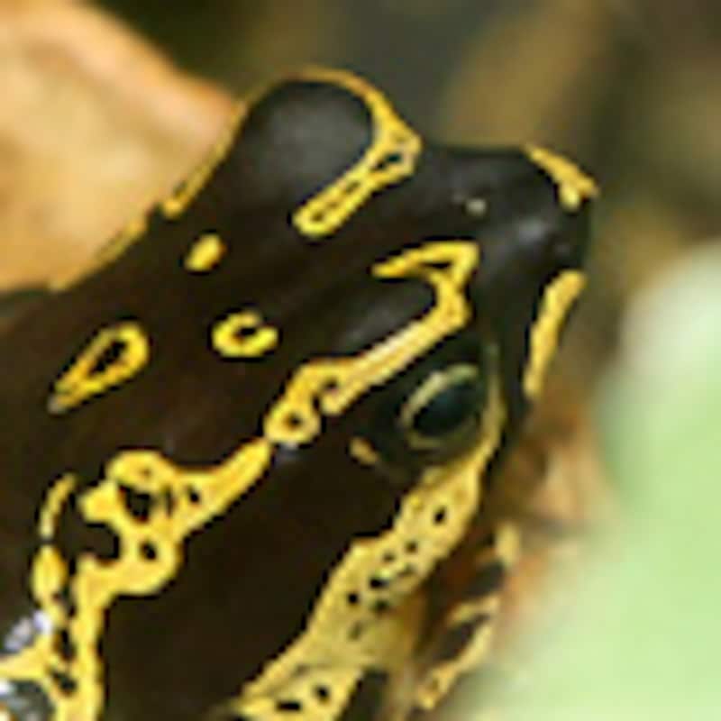 キマダラフキヤガマ