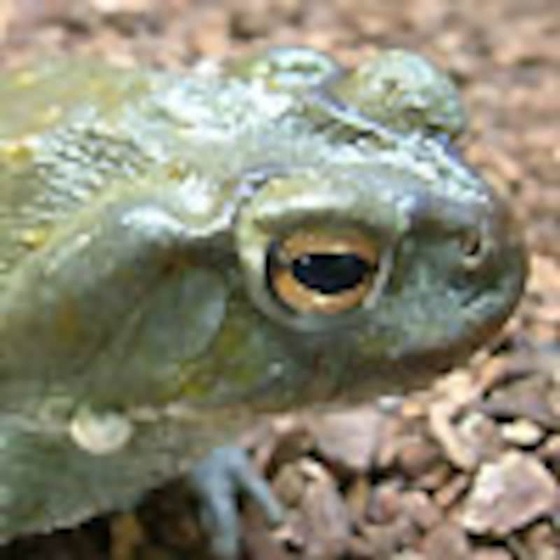 コロラドリバーヒキガエル