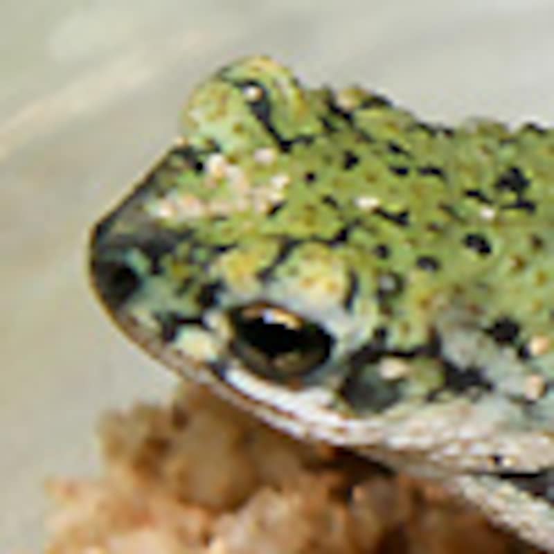 アメリカミドリヒキガエル