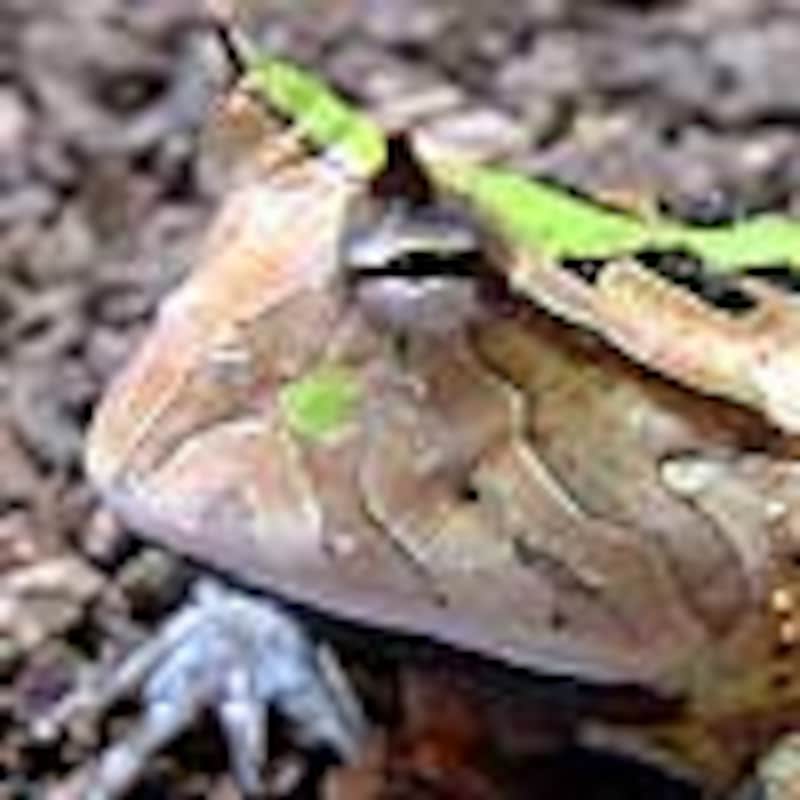 アマゾンツノガエル