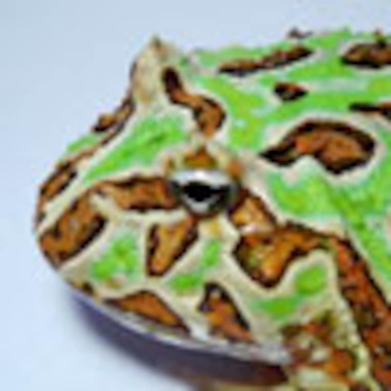 クランウェルツノガエル