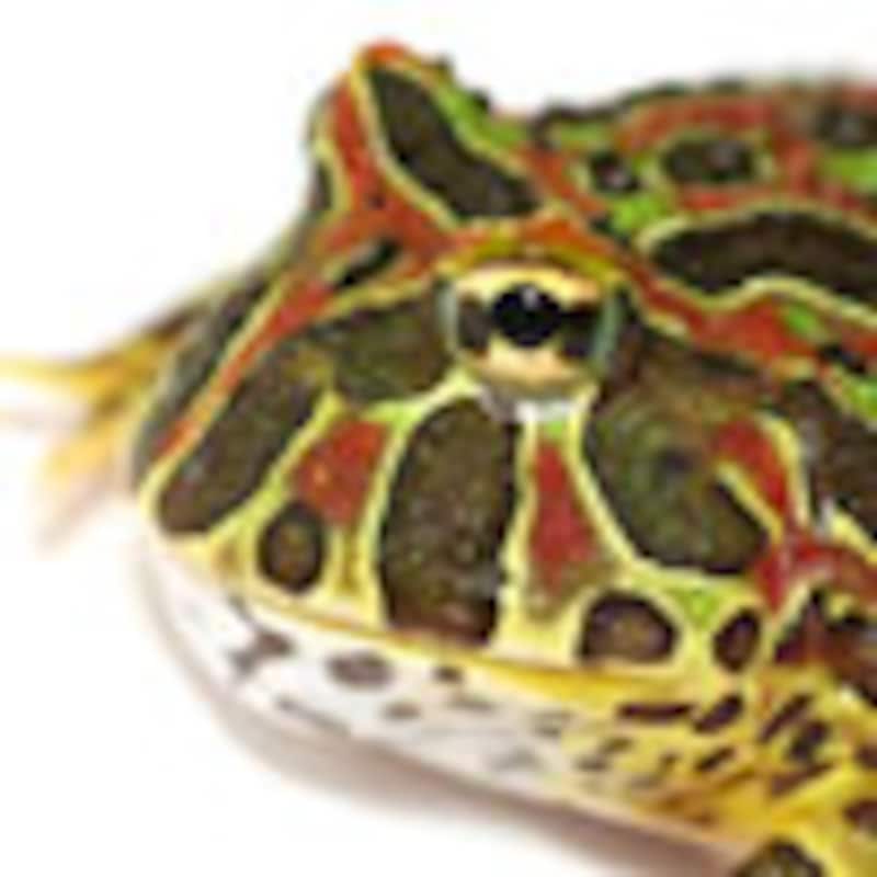 ベルツノガエル