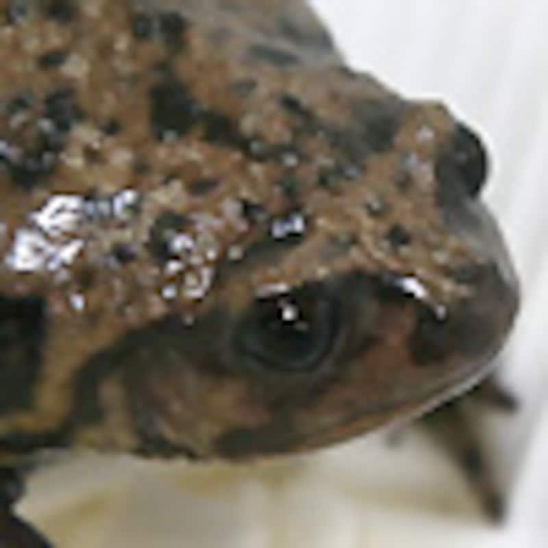 ヒトヅラオオバガエル