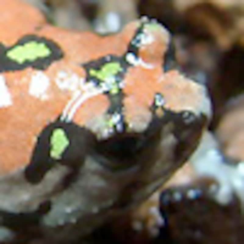 オイランスキアシヒメガエル