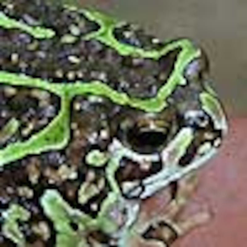 アミメスキアシヒメガエル