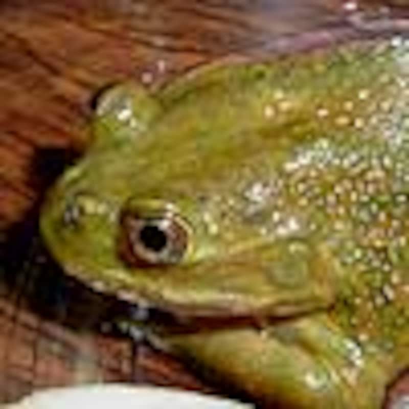 ヘルメットガエル