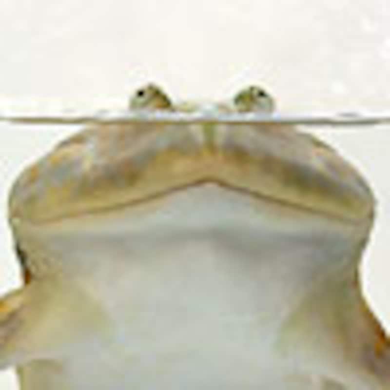 マルメタピオカガエル