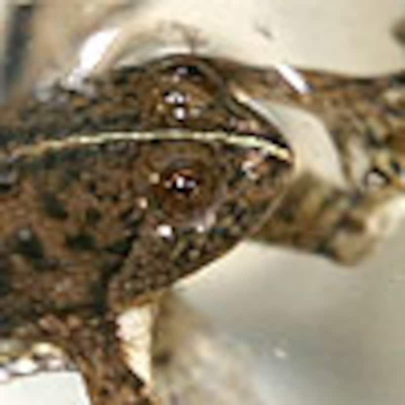 アジアウキガエル