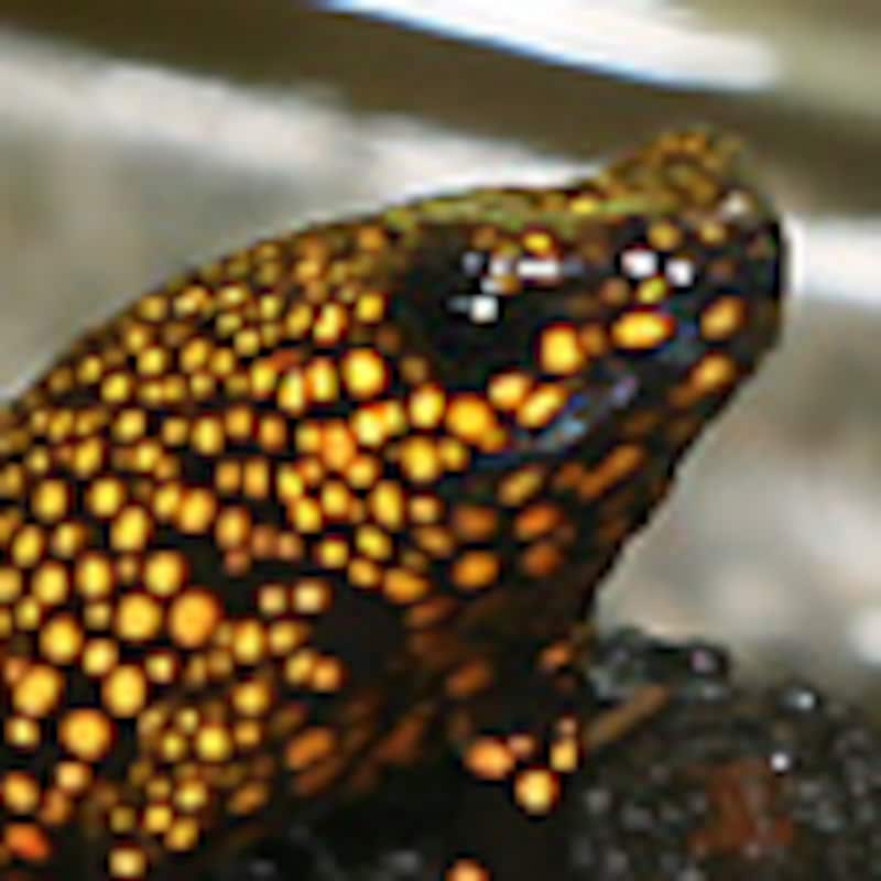 ハイユウヤドクガエル