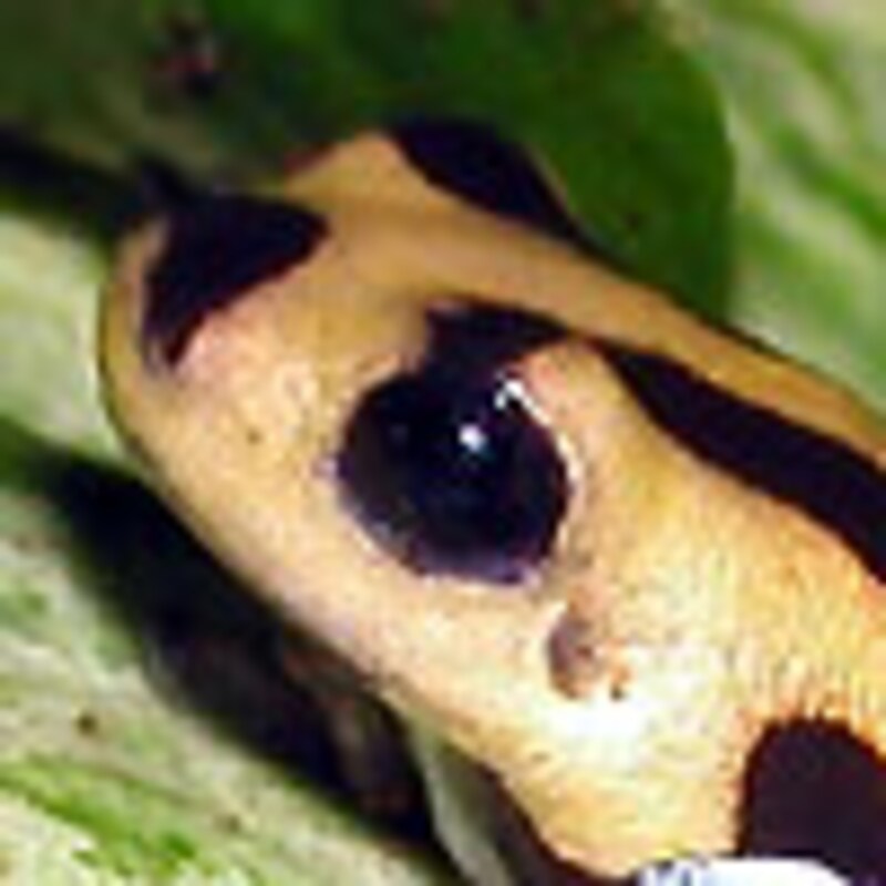 ラマシーヤドクガエル