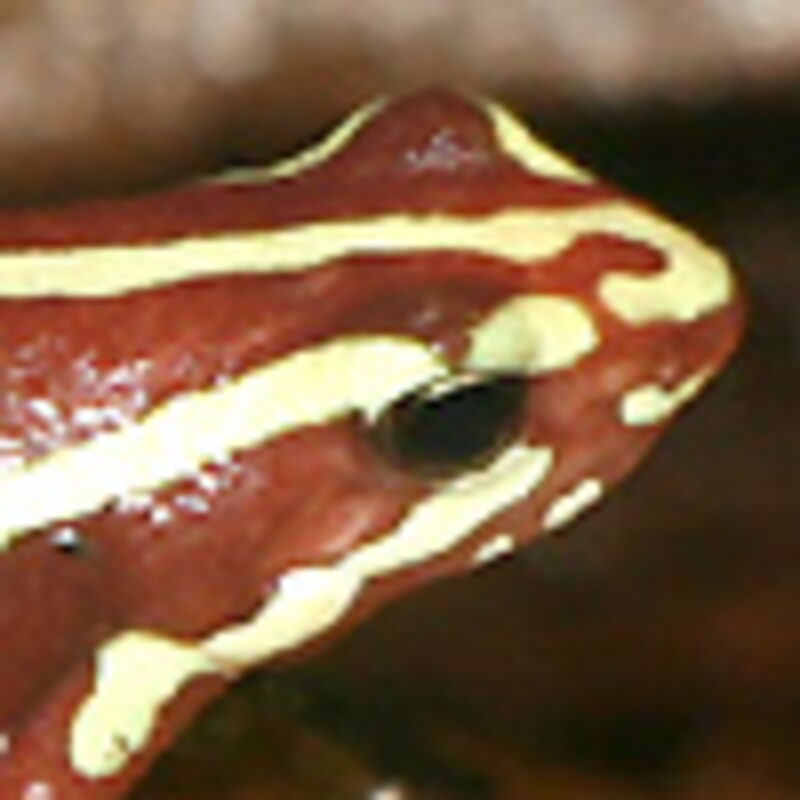 ミイロヤドクガエル