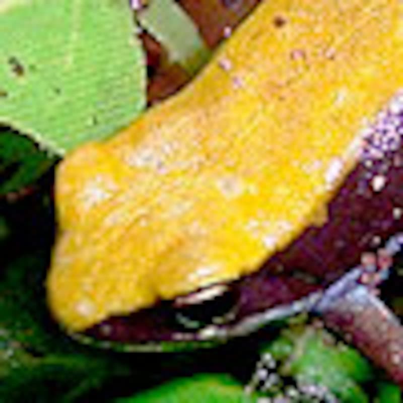 アオアシマンテラ