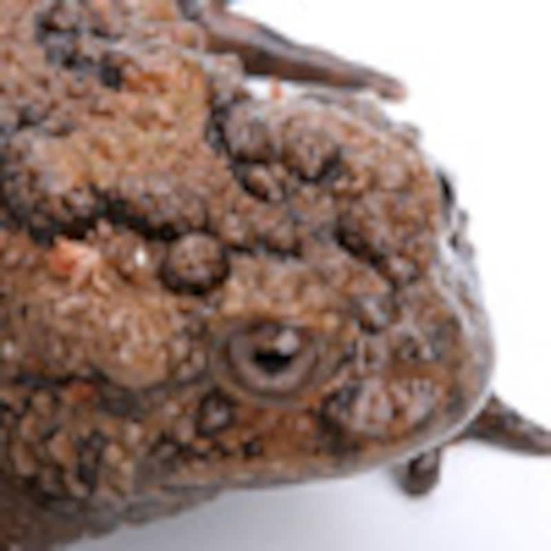 ユンナンオオスズガエル