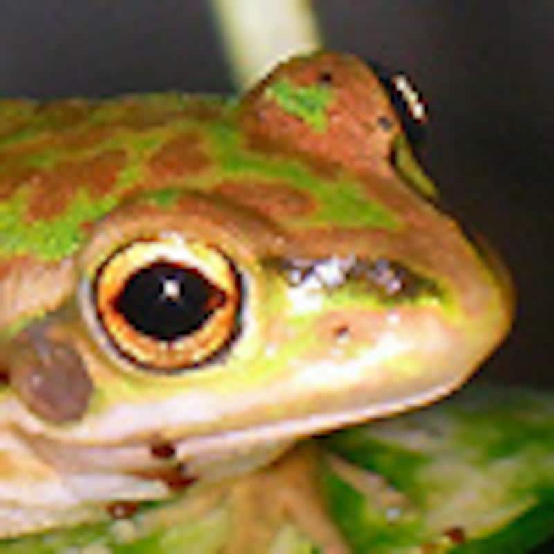 キンスジアメガエル