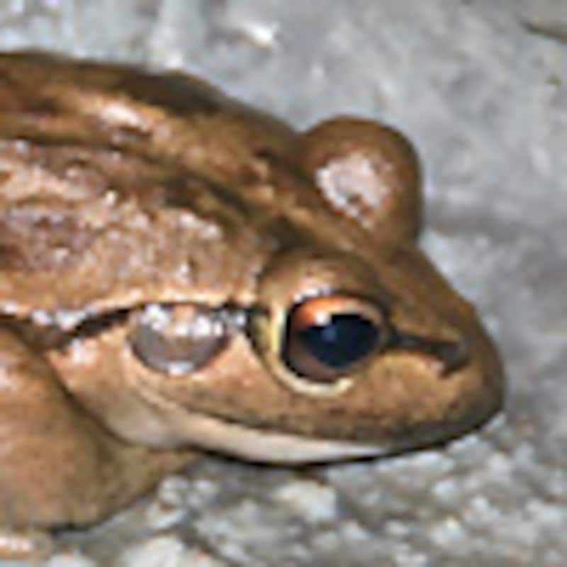 モーターバイクフロッグ