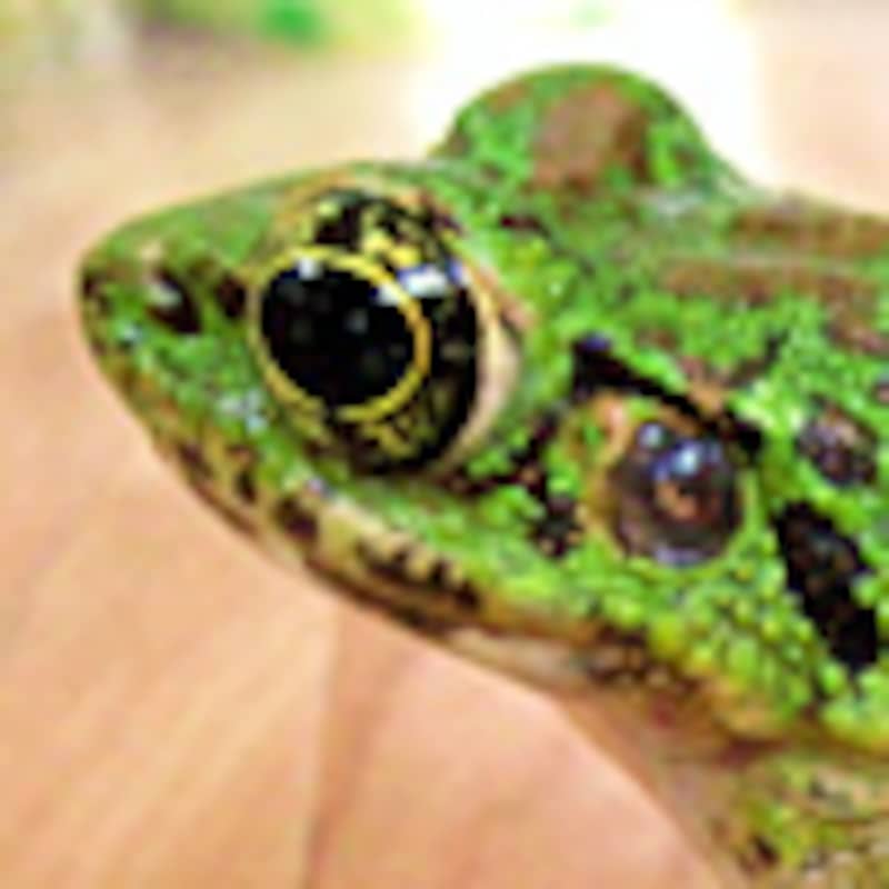 ハナニオイガエル