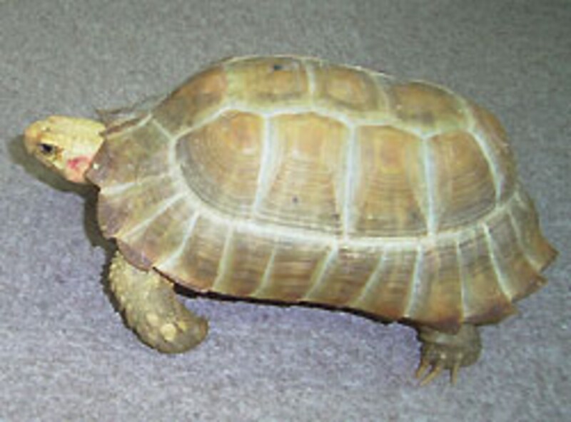 ハイポ．．．？