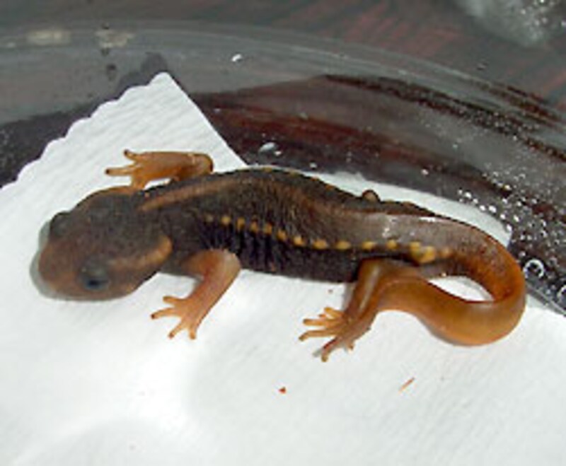 今回はマイナーだった有尾類から