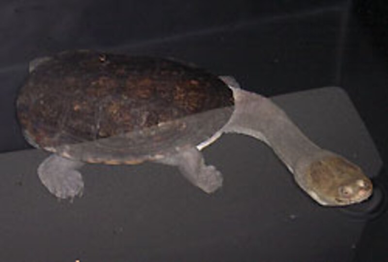 なんか久しぶりに見たような気がします