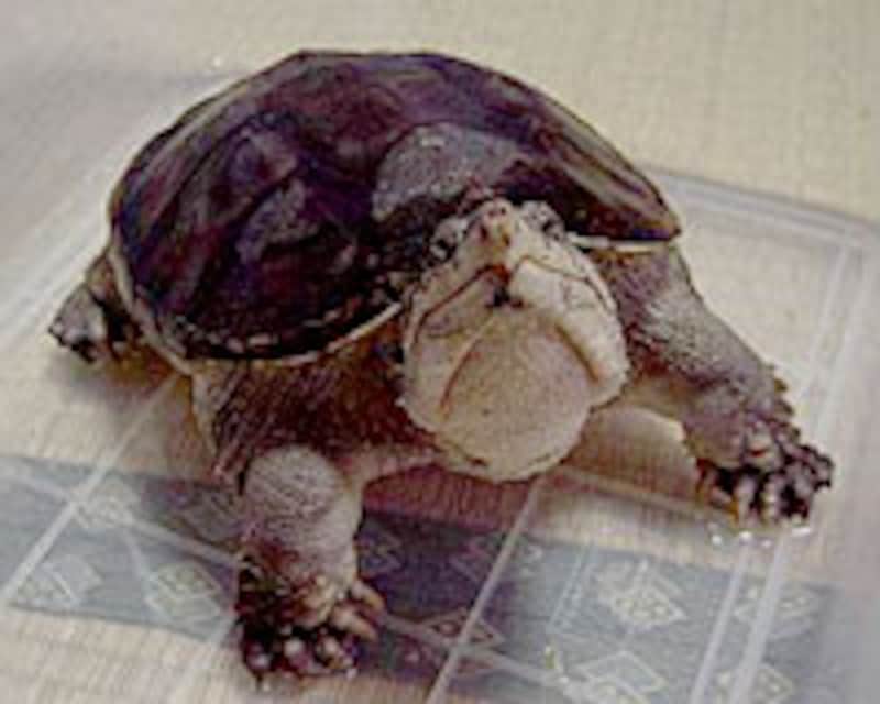 ワニガメとカミツキガメの発見事案 全文 爬虫類 両生類 All About ワニガメとカミツキガメの発見事案 全文 爬虫類 両生類 All About