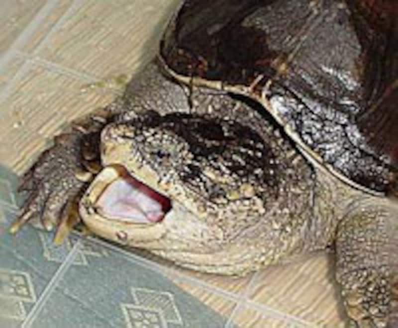 3 3 ワニガメとカミツキガメの発見事案 爬虫類 両生類 All About