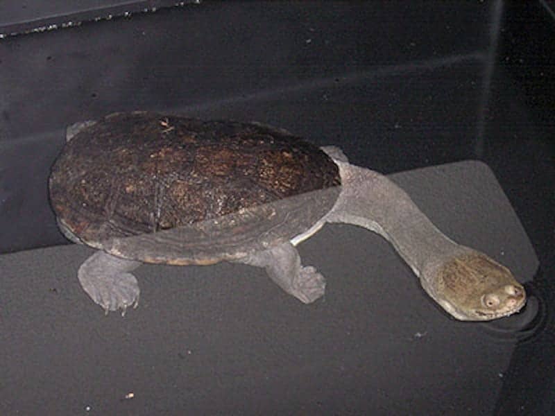 チリメンナガクビガメの基本情報と飼育方法