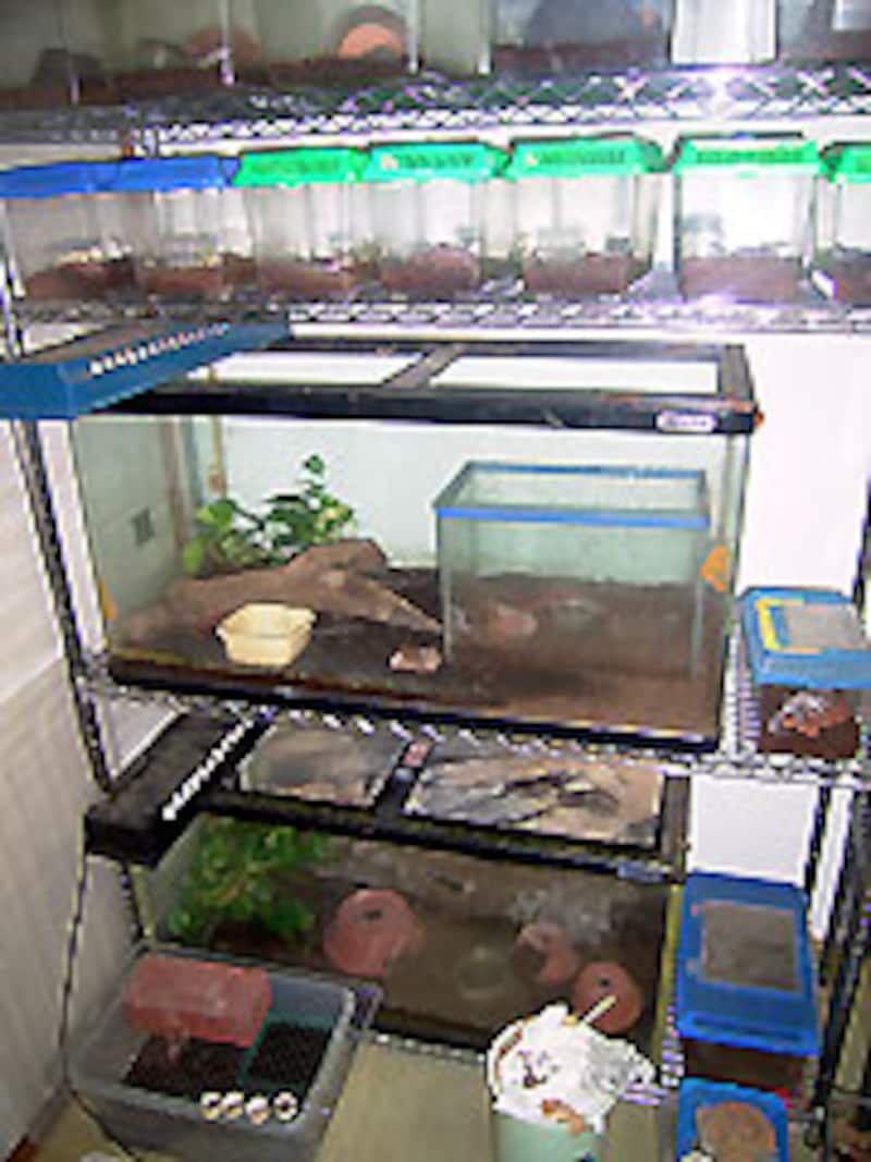 ハイナンたちのケージ群