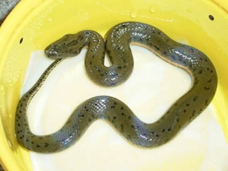 シナミズヘビの基本情報と飼育方法