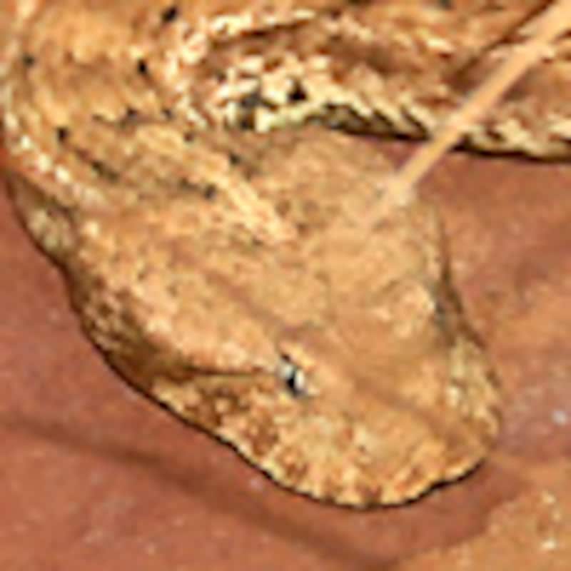 デザートデスアダー