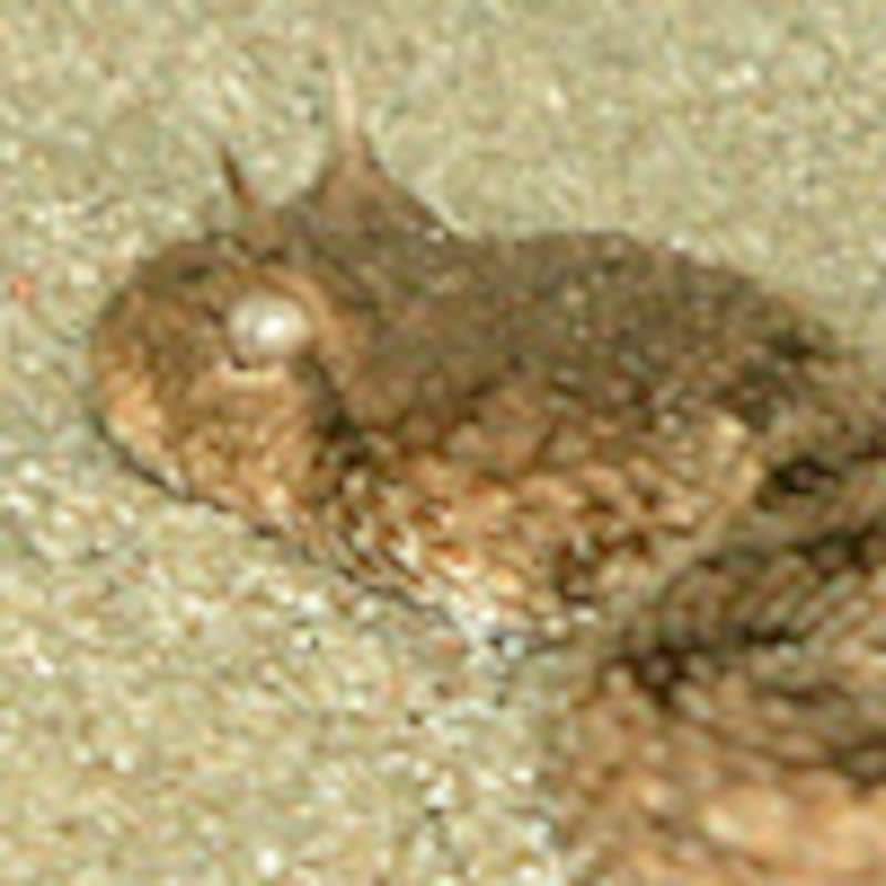 サハラツノクサリヘビ