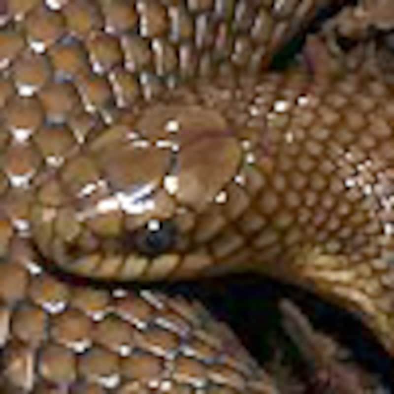 ラプラタムッスラーナ