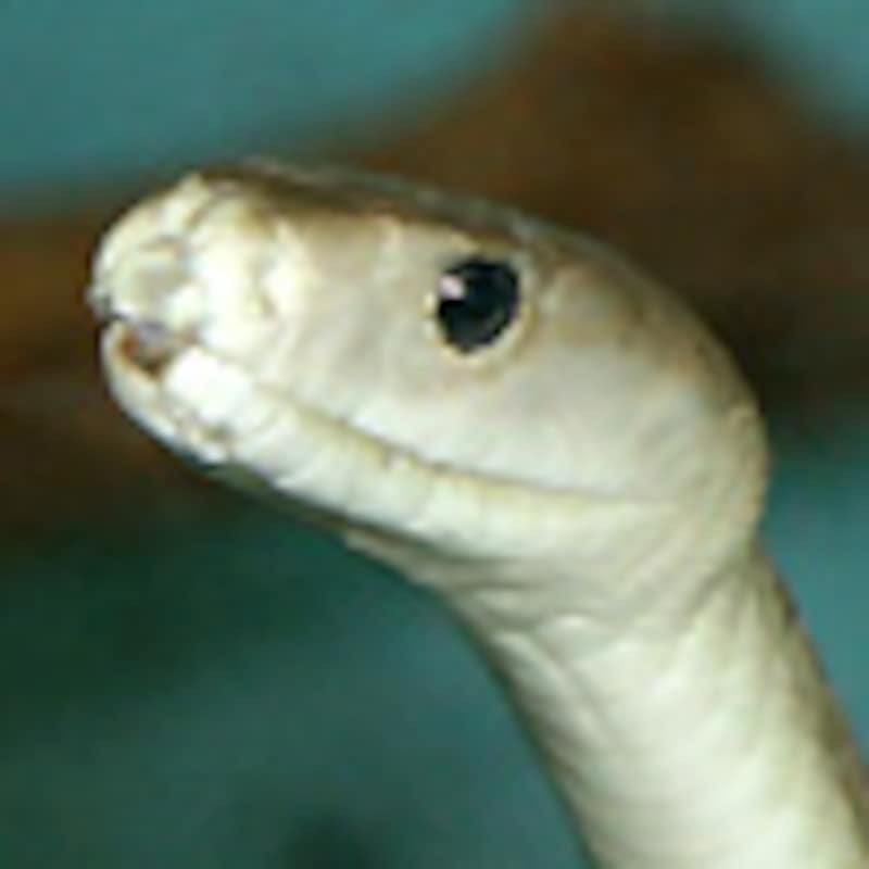 ブラックマンバ