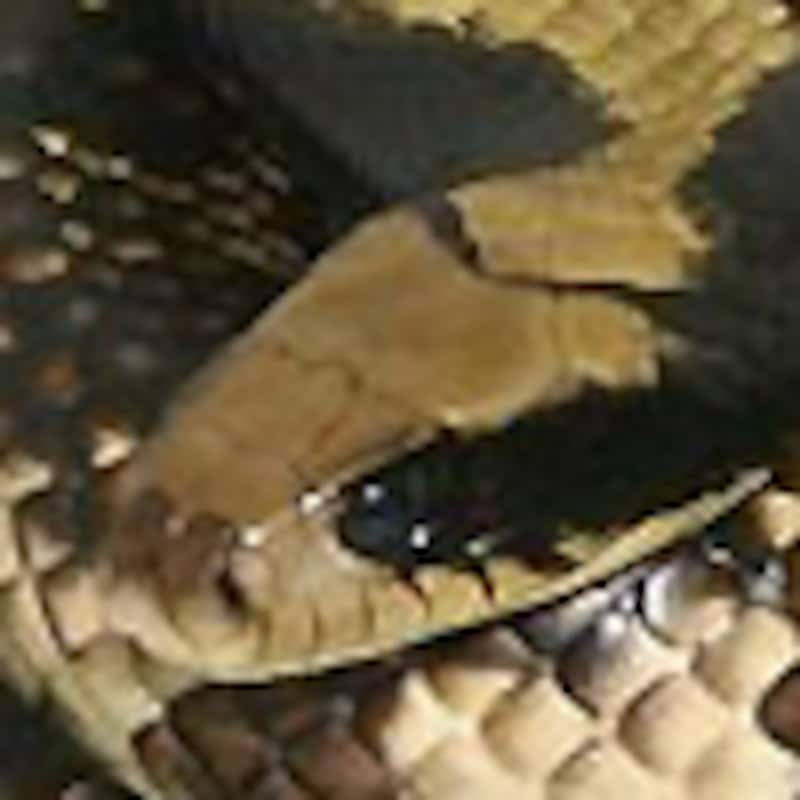 ミズコブラモドキ