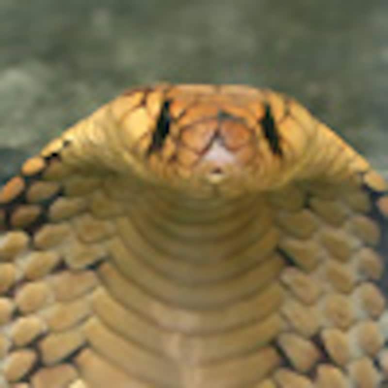 エジプトコブラ