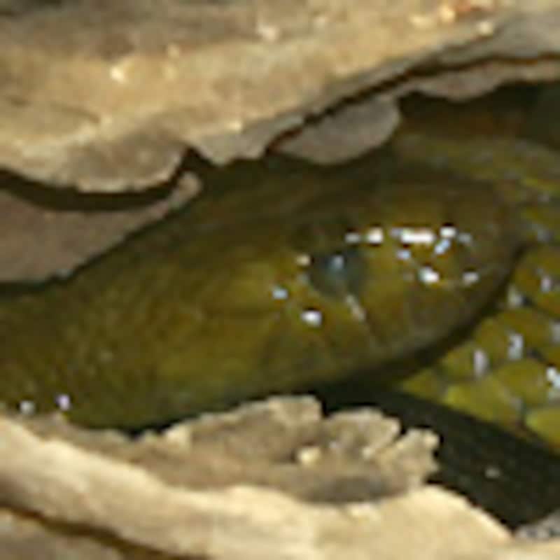 インランドタイパン